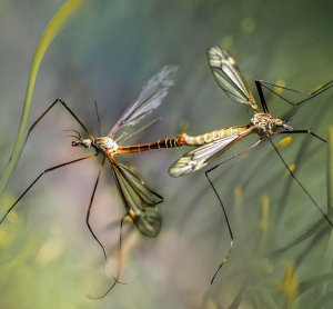 Zanzare, come prevenire West Nile e Dengue