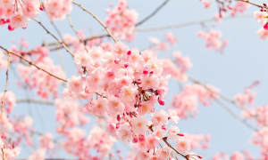 primavera