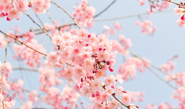 primavera